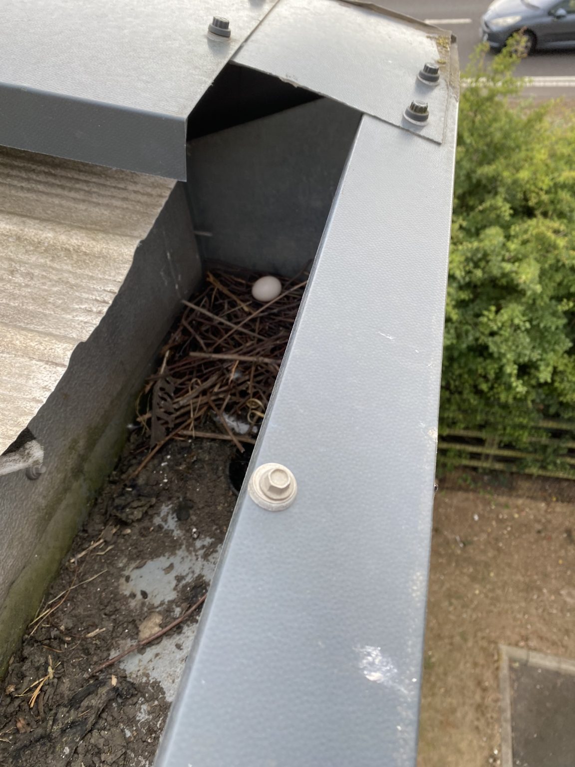 Can You Remove A Birds Nest? Milton Keynes Chamber of Commerce